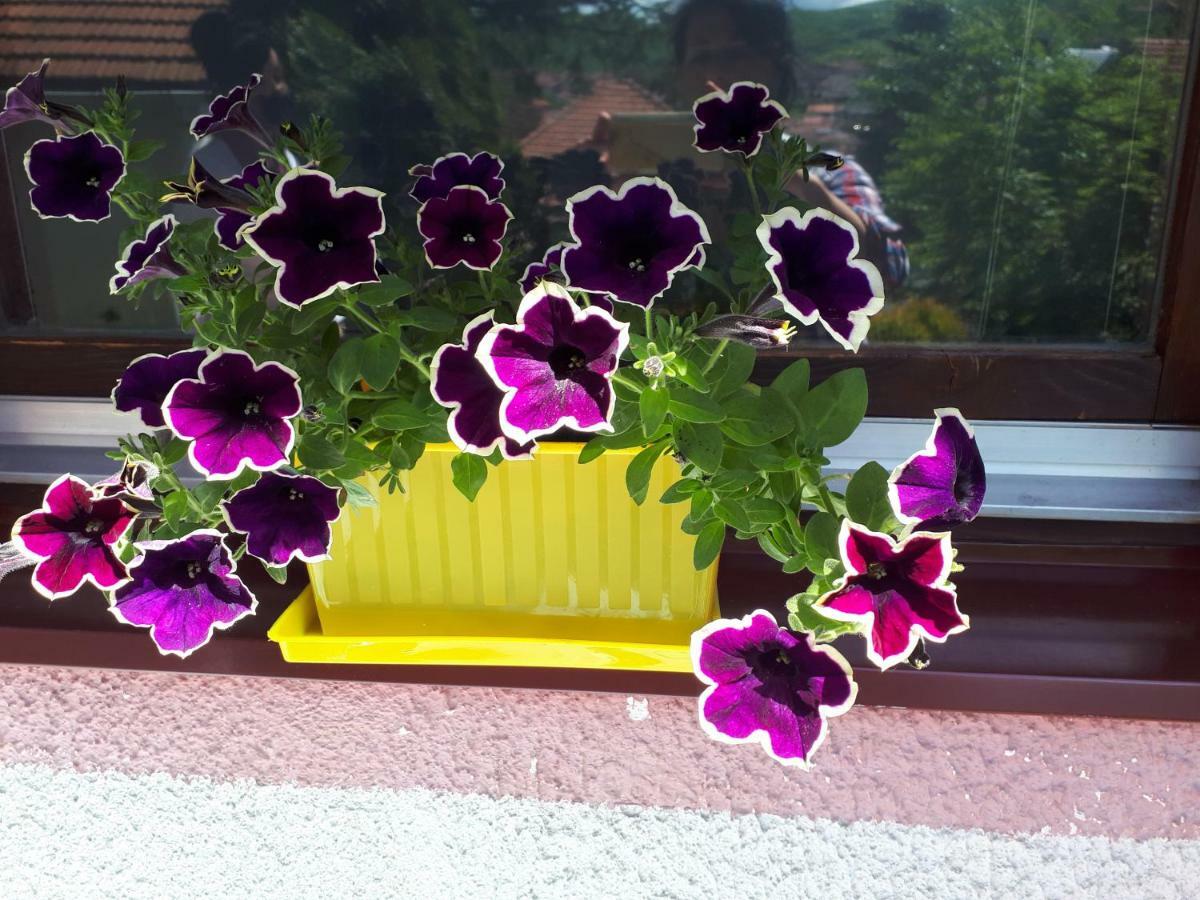 Obiteljski Apartman Borovi Visoko Buitenkant foto